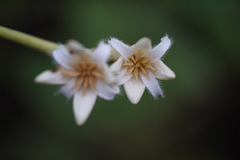 Rhizophora mucronata